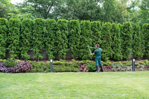 Best Tree Maintenance Programs  in Bethlehem, PA